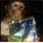Monke Gang only