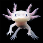 TheAxolotls Gang