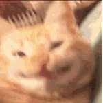 something cat related