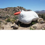 ducks are better