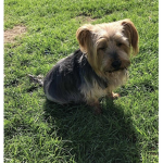 BAILEY BOY