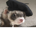 The Ferrets studio