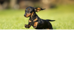dog the man