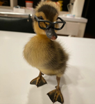 DUCKDADDYS