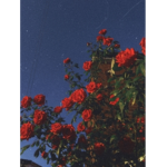 Aesthetic Samantha