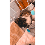 Mia The Gıı