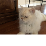 Diabetes/kitty group