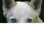 why did the dog? (SO EPIC)