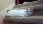 EL GATOOOOO TwT