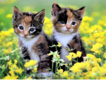 kitty cat fan shout out