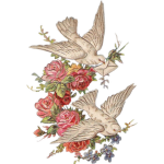 - Rose Impériale -