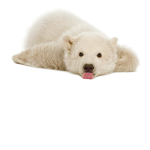 BEARS ARE THE BEST.