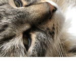 Meow Meow Pow
