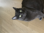 LanaCat Fan group!