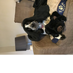 The dog queen
