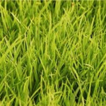 Grass group...
