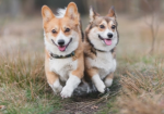 #Every doggos squad