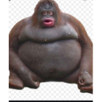 Le monkey fan club
