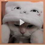 CAT CAT CAT GROUP