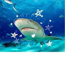 shark shark shark 🦈