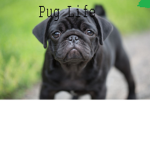 Pug Life Clan