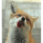 The Mystical foxes 🦊