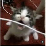 YoH