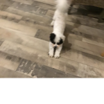 Join the cute Emmy group Emmy the cute puppy UwU