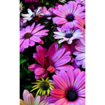 ~Flower X Squad~