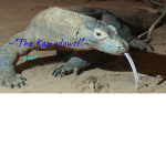 ~*The kamodows*~