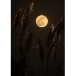 Moonlight|Clothing