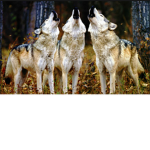 The Protecter's Of Fury's