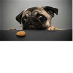 Barbarian Pugs