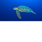 Turtles for the win!!!!!