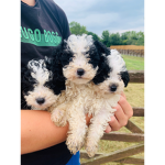 Puppy crew!!