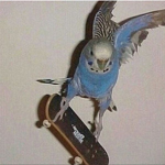 Bird Skaters