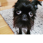 PUGLOVE!!!
