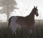 Daisy horse stables