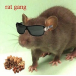 Rat gang UnU