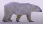 polar bears are cute
