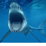The Sharks :P