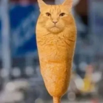 ⋆ᴢᴇᴘʜʏʀ⋆