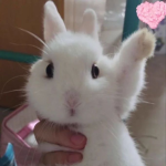 ChubbyBunny Fun