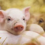 #Animal Lives Matter!!