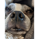funny dog fun house