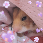Brainless Hamsterᰔᩚ