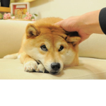 狗狗 軍團 【Dog Army】