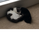 The cats hangout