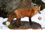 The Artistic Foxes