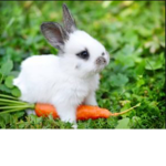Avocado bunny’s